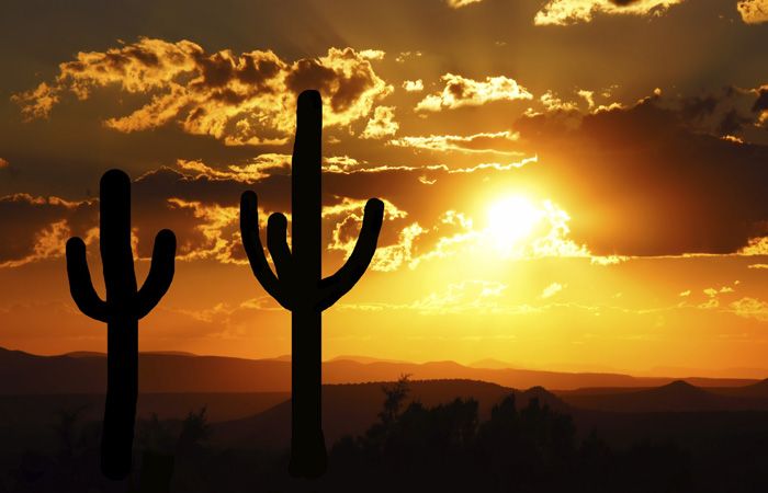 Sunset-Desert-Arizona-Cactus-700.jpg