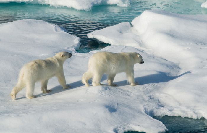 Polar-bears-walking-on-melting-ice-showing-climate-change-700.jpg