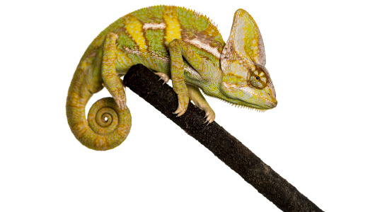 veiled chameleon on a branch isolated on white