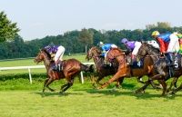 risk management, horse racing