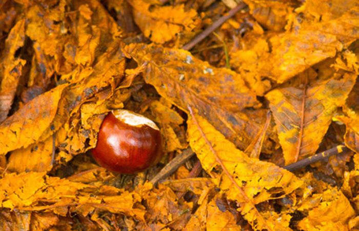 conker-autumn-october.jpg