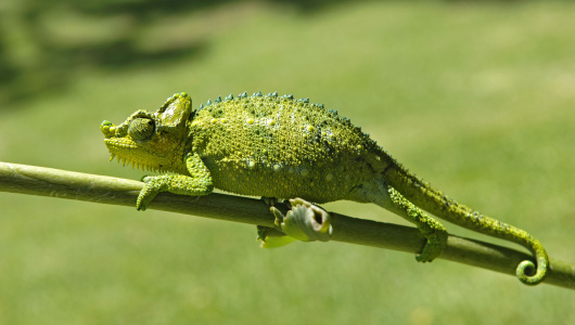 16-iStock-172276146-530x300.jpg