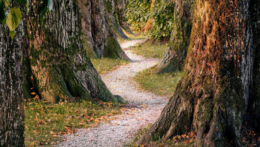 Net-zero-pathway-feature-banner-530x300.jpg