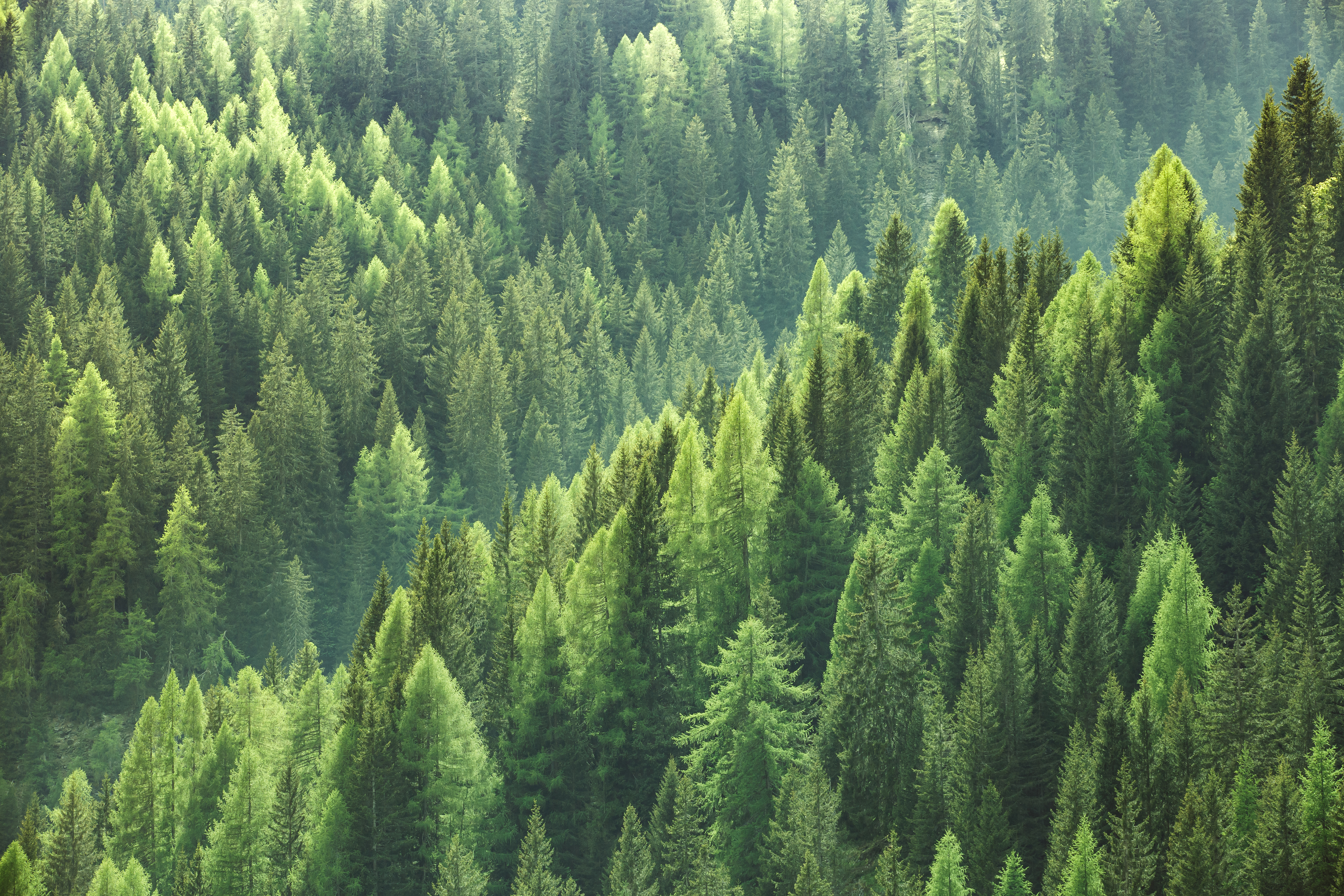 Merger sparks Evergreen Financial Planning launch - Vimarsana News